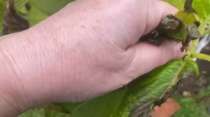 Пора домой / Заказали дрова / Любаша приезжала 21 октября 2023 г.