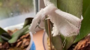 Орхидеи / Солнце и вода   для орхидей в моём доме 16 октября 2021 г.