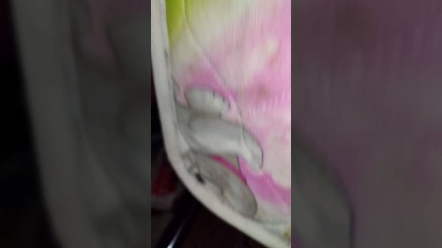 Дезинсекция от клопов и тараканов в Пушкино смотреть онлайн