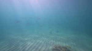 Sea Turtle Underwater Video 4k ( a7rii sony 16-35 f4 )