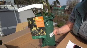 РОЗЫ ИЗ «Подворье» / Распаковка / Лестницы для беседки / Что с моей реанимашкой 16 апреля 2021 г.