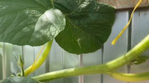 ВЛОГ Урожай тыкв / Сплю как лошадь стоя / Бардак ! 24 июля 2020 г.