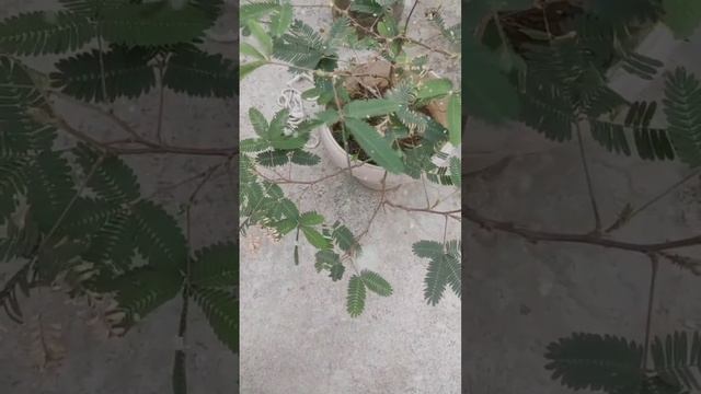 Touch me not tree 🌱🌿 смотреть онлайн