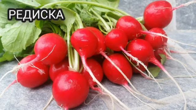 RUSCHA SO`ZLARNI O`RGANAMIZ #RUSCHA #SÔZ #SÔZLARNI #ÔRGANAMIZ #BODOM #SABZI #PIYOZ #SHOLĞOM #РУСЧА
