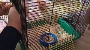 Купили хомячка. Реакция детей ☺