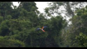 Conservation and Recovery of the Scarlet Macaw in Mexico (Cornell Lab of Ornithology)