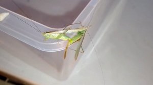 Спаривание кузнечиков мечников (Conocephalus fuscus) Conohead katydid mating.