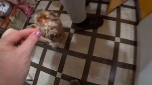 ВЛОГ МУЖ НА КУХНЕ / МЯСО «ПО МЕДВЕДКОВСКИ» .НЕТ ТАКОГО РЕЦЕПТА  !  22 января 2020 г.