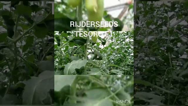 Томат ТЕЗОРО F1 (Tesoro F1) от Rijder Seeds.