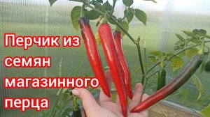 Пробую вырастить острый перец из семян магазинного перца