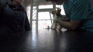 В ветеринарной клинике / Икра на завтрак   21.04.2018