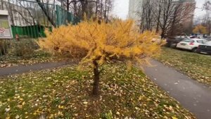 Садитесь в тележку, покатаю по Ашану / Примерка. Не моё . Женские ручки 11 ноября 2022 г.