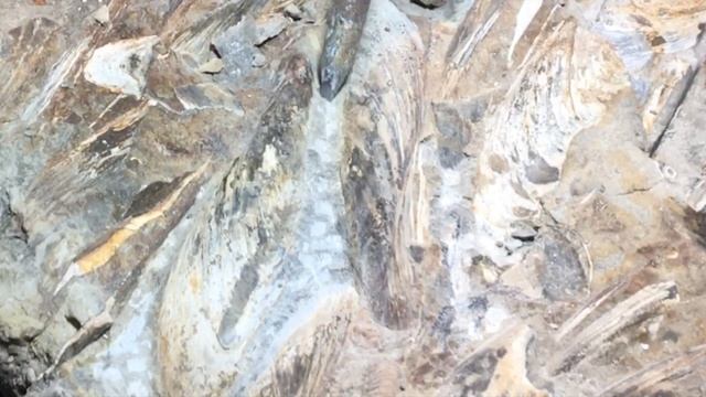 How to Prep Fossils with Basic Tools.,, ep 6