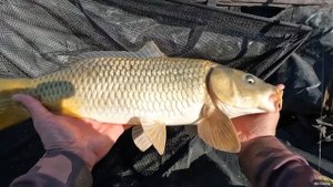 РЫБАЛКА НА САЗАНА, КАРПА, ОСЕННИЙ РЫБОЛОВНЫЙ СЕЗОН осень 2022