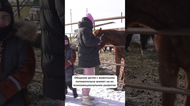 Конно-спортивный клуб "Золотой мустанг" провел экскурсию для детей  #сахалин #кони #лошади