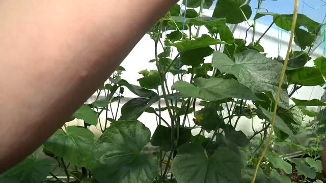 ОПРОВЕРЖЕНИЕ (игра с монеткой:)) ) / Шлёп от души  / С Любашей в бассейне 26 июня 2021 г.