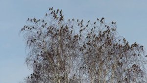 стая свиристелей.mp4