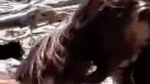 На пляже в Каспии было найдено тело русалки