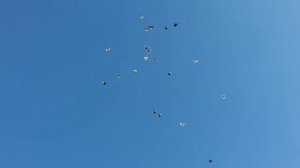 Ейск голуби 9676553037