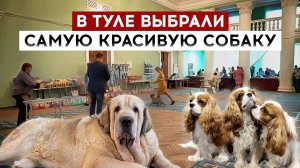 В Туле выбрали самую красивую собаку