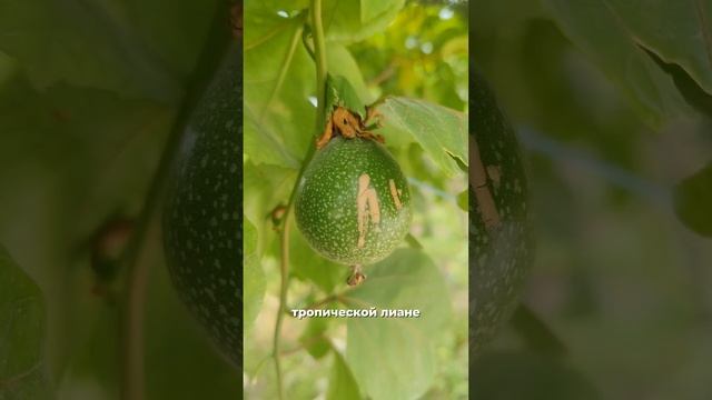 🍈Как растет дуриан и маракуйя?