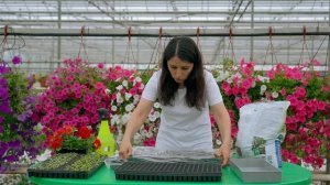 Как правильно сеять петунию на рассаду.