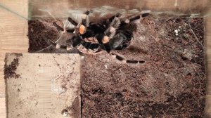 Брахипельма Смитти линтка. Brachypelma smithi molting. L12-13