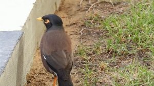 №4599  29 01 2024  Обыкновенная майна