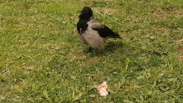 Молодая пара ворон не делится ни с кем мясом \ Young pair of crows doesn't share meat with anybody