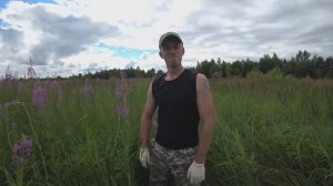 Как заготовить Иван-Чай. Участвует вся семья. Вкусно, а главное полезно .