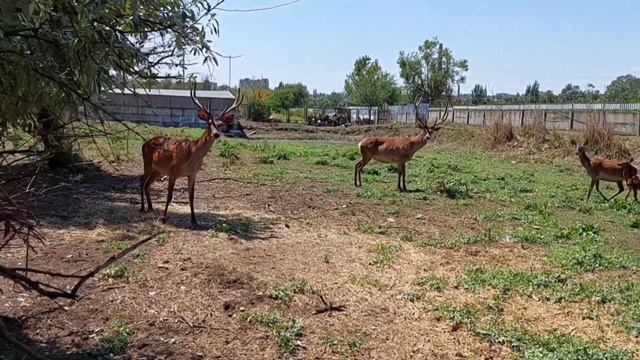 ЧТО НАТВОРИЛ УРАГАН В МАРИУПОЛЬСКОМ ЗООПАРКЕ