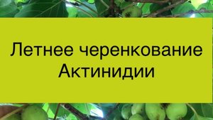 Размножение актинидии черенками, летнее укоренение
