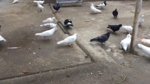 #Pigeons.Йодинол для голубей.