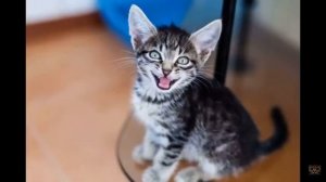 МЯУКАНЬЕ КОТА!! ВАША КОШКА БУДЕТ В ШОКЕ!!!
