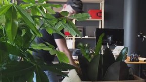 Растения в кашпо - ARTPLANTS