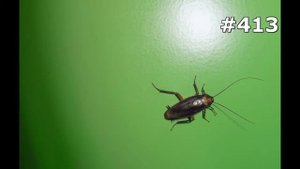 #413. Животные (В мире животных)