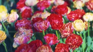 Заподозрив мужа в измене, жена решила за ним проследить. Правда её шокировала. Но ещё больше её по