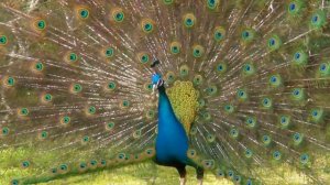 Павлин  - одна из самых красивых птиц