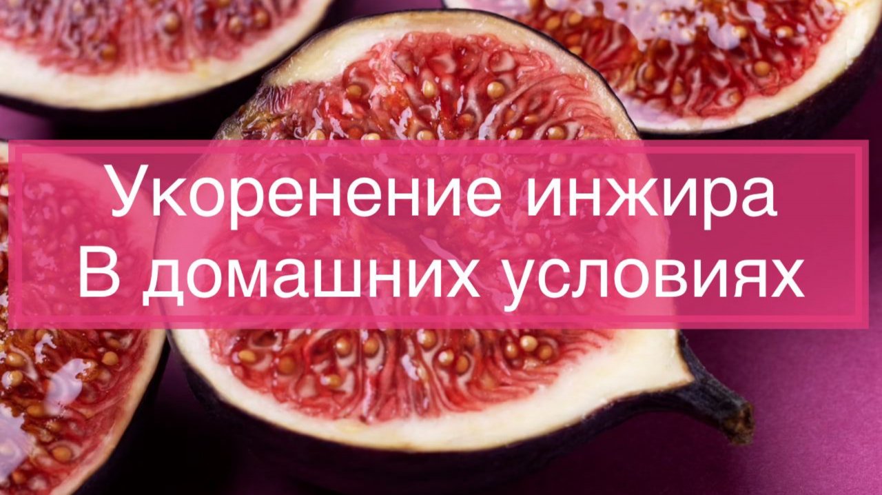 Укоренение инжира, мой способ.