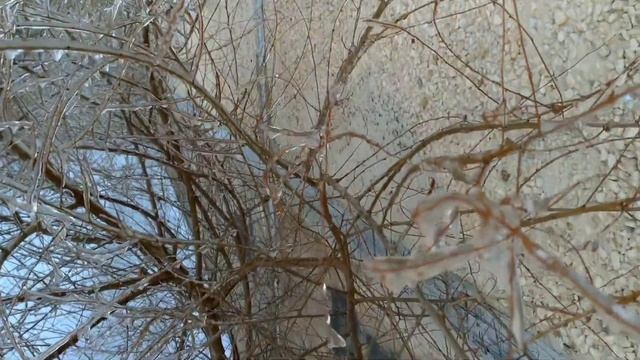 Ледяные ветки 21.11.2019 смотреть онлайн