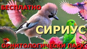 Сириус Адлер, Живая планета, Сочи что посмотреть зимой, отдых в Сочи зимой, Сириус сегодня 🌴