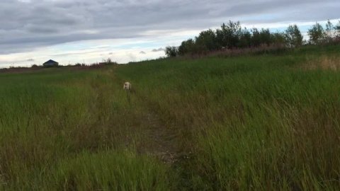 Николенька