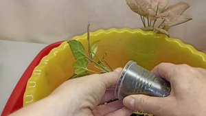 Сингониум: делаем пышный кустик