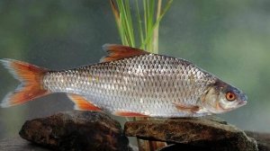 Реальная рыбалка 2. Плотва