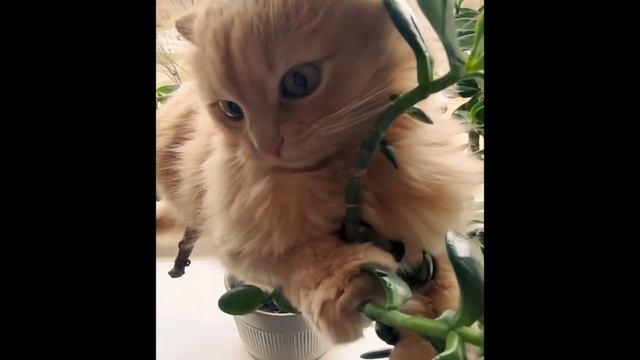 Когда коты становятся настоящими артистами! | Смешные видео