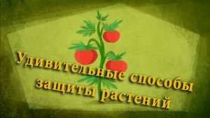 Удивительные способы защиты растений