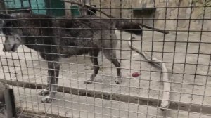 Ева все конфеты съела, Джон только метит дом) Eva ate all the candy, John only marks the house)