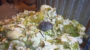 МАЛЫШ НУТРИК - царь капустной горы! 11.11.24