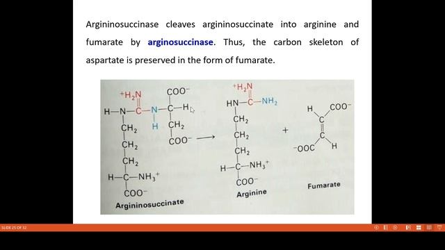 Video 13 citrulline to urea смотреть онлайн