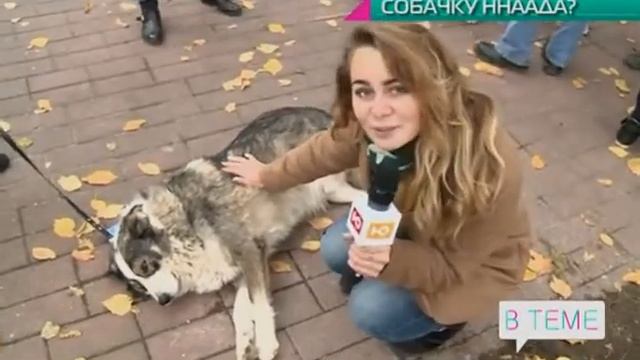 Собачку ннаада? смотреть онлайн